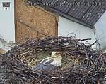 Capi_Dubne_20260516_112002.jpg