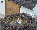 Capi_Dubne_20260516_120003.jpg