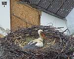 Capi_Dubne_20260516_130502.jpg