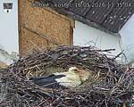 Capi_Dubne_20260516_133504.jpg