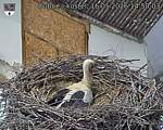Capi_Dubne_20260516_145003.jpg