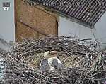 Capi_Dubne_20260516_161003.jpg