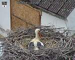 Capi_Dubne_20260516_161503.jpg