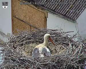 Capi_Dubne_20260516_163003.jpg (1350&nbsp;x&nbsp;1080)
