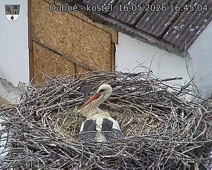 Capi_Dubne_20260516_164504.jpg (1350&nbsp;x&nbsp;1080)