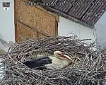 Capi_Dubne_20260516_165504.jpg