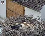 Capi_Dubne_20260516_170503.jpg