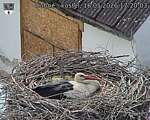 Capi_Dubne_20260516_172003.jpg