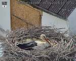 Capi_Dubne_20260516_173002.jpg