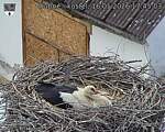 Capi_Dubne_20260516_174503.jpg