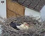 Capi_Dubne_20260516_180002.jpg