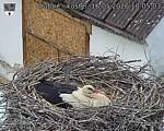 Capi_Dubne_20260516_180503.jpg