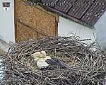 Capi_Dubne_20260516_181004.jpg