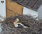 Capi_Dubne_20260516_183503.jpg