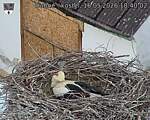 Capi_Dubne_20260516_184002.jpg