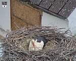 Capi_Dubne_20260516_185003.jpg