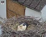 Capi_Dubne_20260516_190503.jpg