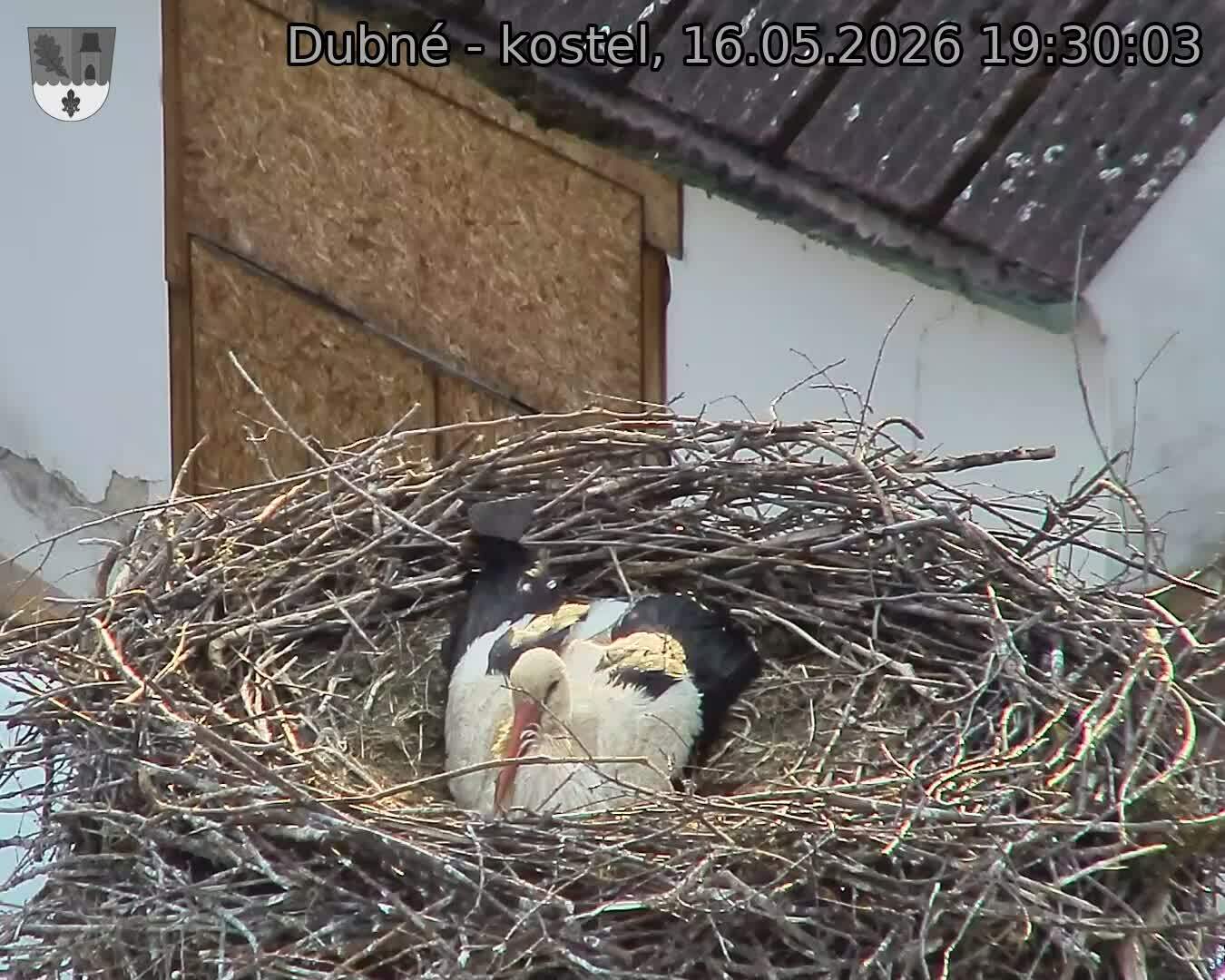 Capi_Dubne_20260516_193003.jpg (1350&nbsp;x&nbsp;1080)