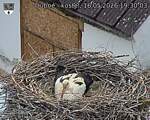 Capi_Dubne_20260516_193003.jpg
