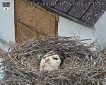 Capi_Dubne_20260516_193504.jpg