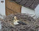 Capi_Dubne_20260516_194004.jpg
