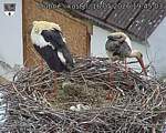 Capi_Dubne_20260516_194503.jpg