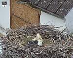 Capi_Dubne_20260516_195503.jpg
