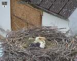 Capi_Dubne_20260516_200003.jpg