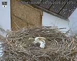 Capi_Dubne_20260516_201003.jpg