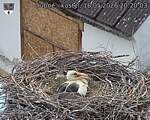 Capi_Dubne_20260516_202003.jpg