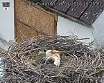 Capi_Dubne_20260516_202502.jpg