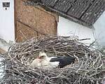 Capi_Dubne_20260516_205003.jpg