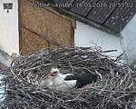 Capi_Dubne_20260516_205502.jpg