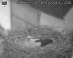 Capi_Dubne_20260516_211502.jpg