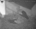Capi_Dubne_20260516_213503.jpg