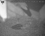 Capi_Dubne_20260516_214503.jpg