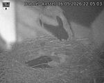 Capi_Dubne_20260516_220503.jpg