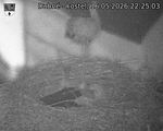 Capi_Dubne_20260516_222503.jpg