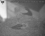 Capi_Dubne_20260516_225503.jpg