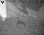 Capi_Dubne_20260516_230002.jpg
