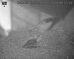 Capi_Dubne_20260517_001502.jpg