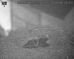 Capi_Dubne_20260517_002003.jpg