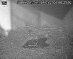 Capi_Dubne_20260517_002503.jpg