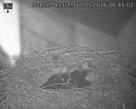 Capi_Dubne_20260517_004502.jpg