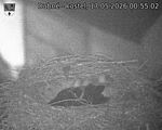 Capi_Dubne_20260517_005502.jpg