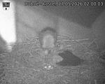 Capi_Dubne_20260517_020003.jpg