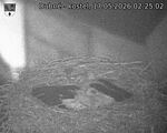 Capi_Dubne_20260517_022502.jpg