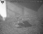 Capi_Dubne_20260517_024002.jpg