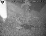 Capi_Dubne_20260517_030003.jpg