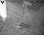 Capi_Dubne_20260517_030502.jpg